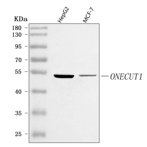Anti-ONECUT1 Antibody Picoband® Boster Bio