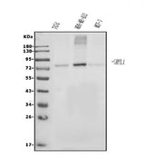 Anti-Grainyhead-like protein 1/GRHL1 Antibody Picoband® Boster Bio