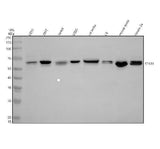 Anti-STK33 Antibody Picoband® Boster Bio