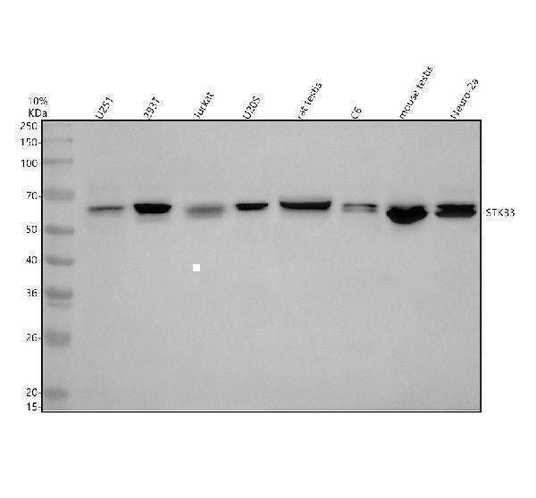 Anti-STK33 Antibody Picoband® Boster Bio
