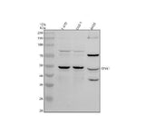 Anti-STYK1 Antibody Picoband® Boster Bio