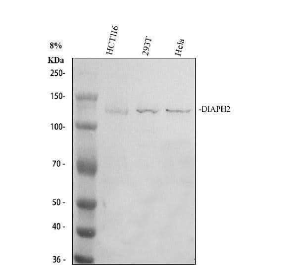 Anti-DIAPH2 Antibody Picoband® Boster Bio