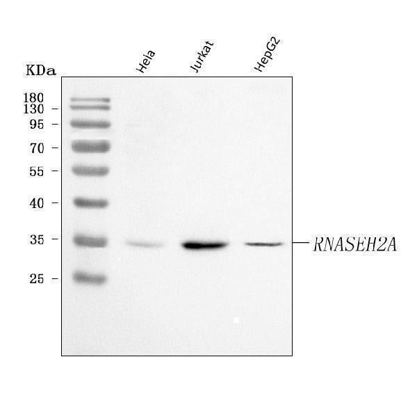Anti-Ribonuclease H2, subunit A/RNASEH2A Antibody Picoband® Boster Bio