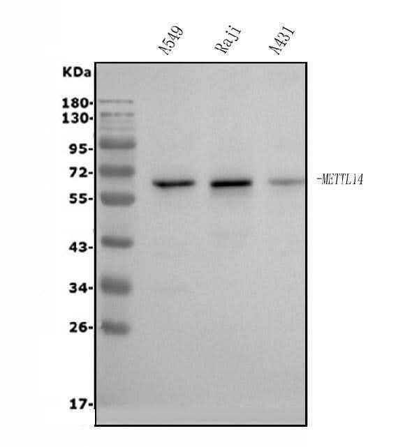 Anti-METTL14 Antibody Picoband® Boster Bio