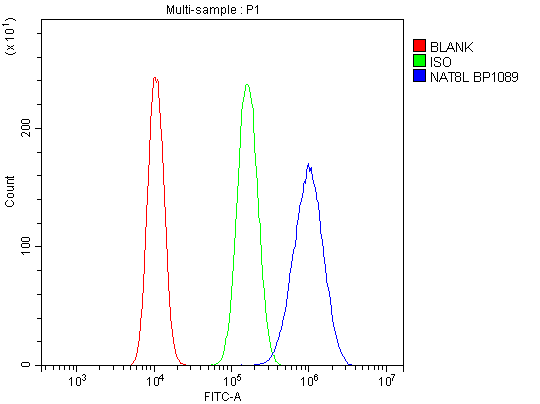 Anti-NAT8L Antibody Picoband® Boster Bio