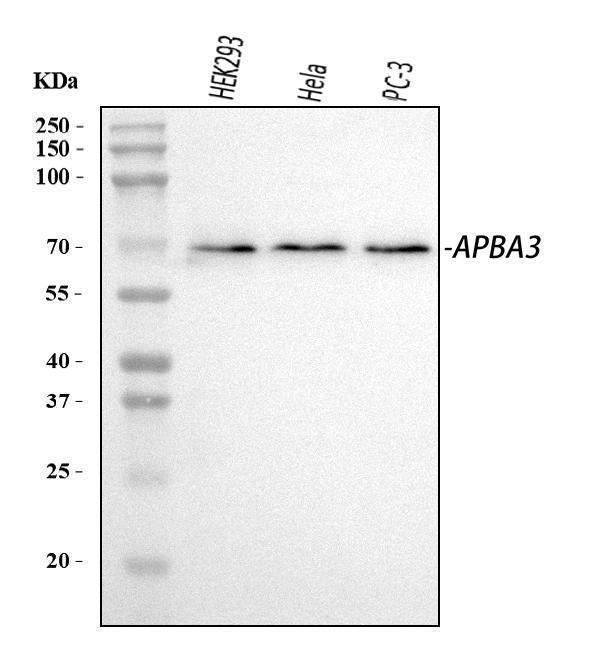 Anti-Mint3/APBA3 Antibody Picoband® Boster Bio
