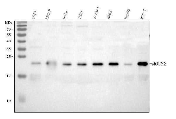 Anti-MOCS2 Antibody Picoband® Boster Bio