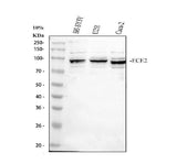 Anti-ECE2 Antibody Picoband® Boster Bio