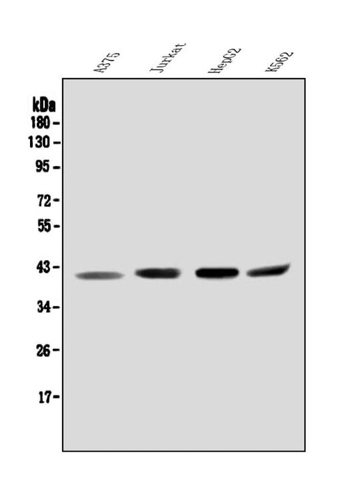 Anti-Orai2 Antibody Picoband® Boster Bio