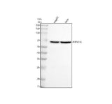 Anti-PIP5K1A Antibody Picoband® Boster Bio