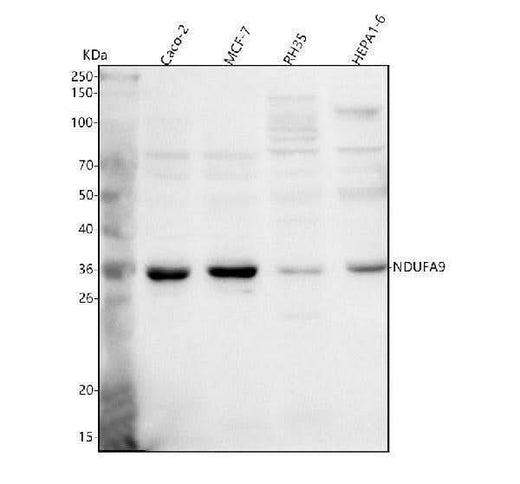 Anti-NDUFA9 Antibody Picoband® Boster Bio