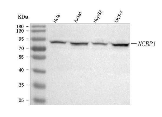 Anti-NCBP1 Antibody Picoband® Boster Bio