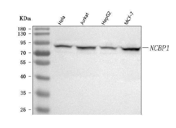 Anti-NCBP1 Antibody Picoband® Boster Bio