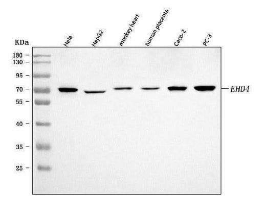 Anti-EHD4 Antibody Picoband® Boster Bio