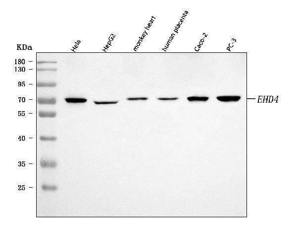 Anti-EHD4 Antibody Picoband® Boster Bio