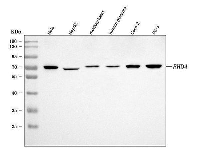 Anti-EHD4 Antibody Picoband® Boster Bio
