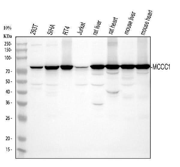 Anti-MCCC1 Antibody Picoband® Boster Bio