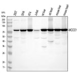 Anti-MCCC1 Antibody Picoband® Boster Bio