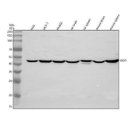 Anti-GDI2 Antibody Picoband® Boster Bio