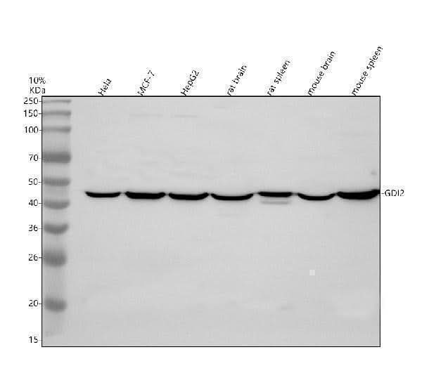 Anti-GDI2 Antibody Picoband® Boster Bio