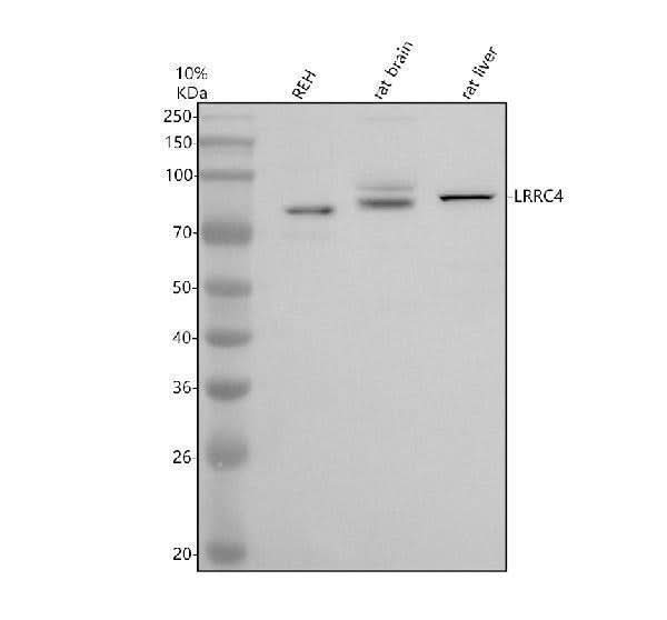 Anti-LRRC4 Antibody Picoband® Boster Bio