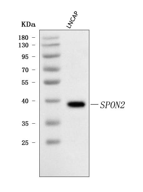 Anti-SPON2 Antibody Picoband® Boster Bio