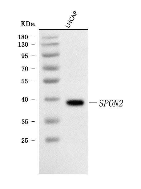 Anti-SPON2 Antibody Picoband® Boster Bio