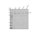 Anti-TAOK2 Antibody Picoband® Boster Bio