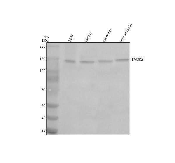 Anti-TAOK2 Antibody Picoband® Boster Bio