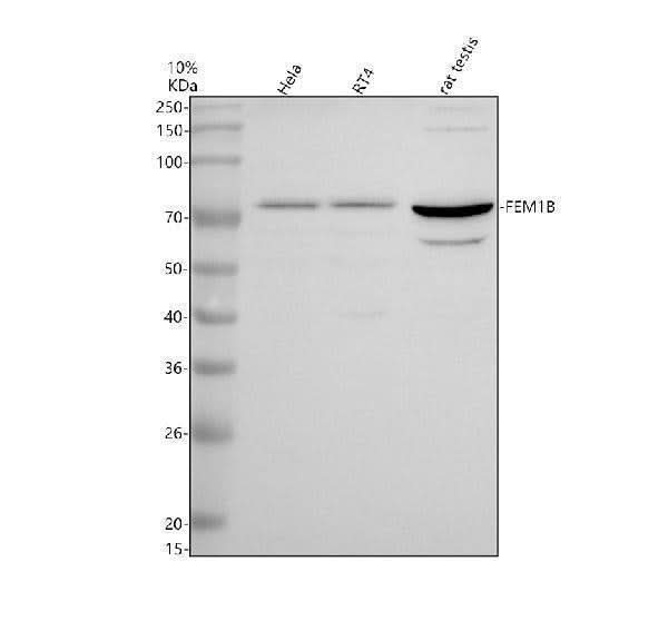 Anti-FEM1B Antibody Picoband® Boster Bio