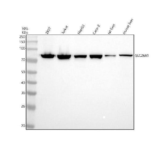 Anti-SLC26A1 Antibody Picoband® Boster Bio