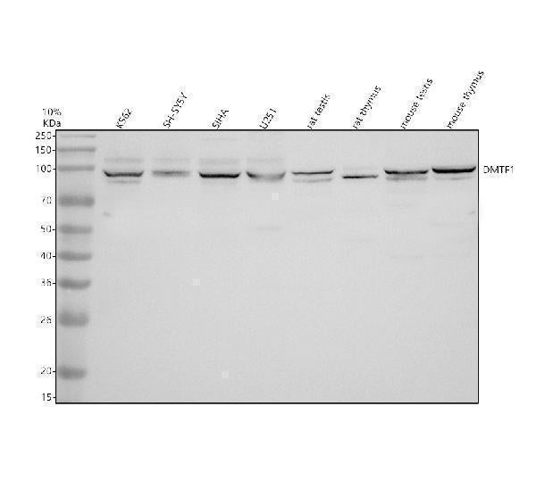 Anti-ECH1 Antibody Picoband® Boster Bio
