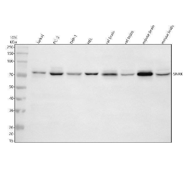Anti-SNRK Antibody Picoband® Boster Bio