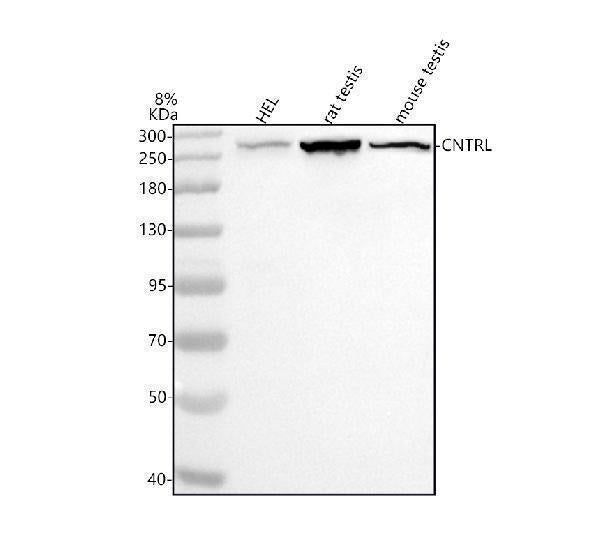 Anti-CEP110/CNTRL Antibody Picoband® Boster Bio