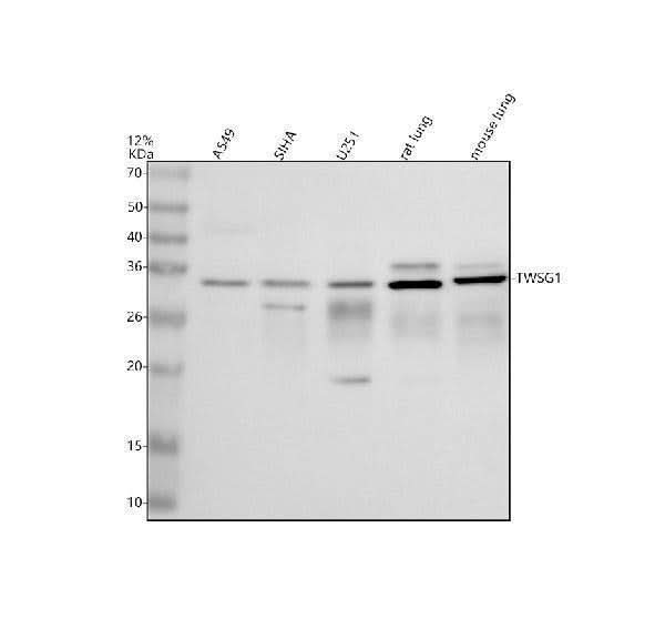 Anti-TWSG1 Antibody Picoband® Boster Bio