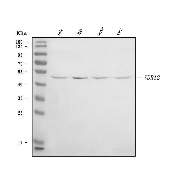 Anti-WDR12 Antibody Picoband® Boster Bio