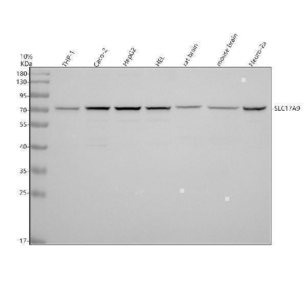 Anti-SLC17A9 Antibody Picoband® Boster Bio