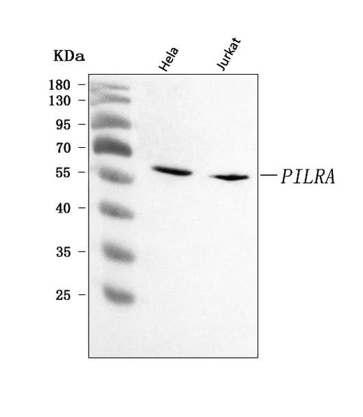 Anti-PILRA Antibody Picoband® Boster Bio