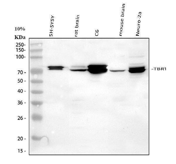 Anti-TBR1 Antibody Picoband® Boster Bio