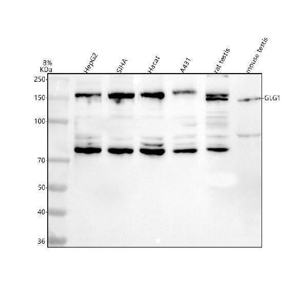 Anti-GLG1 Antibody Picoband® Boster Bio