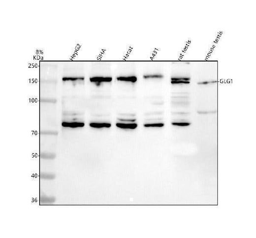 Anti-GLG1 Antibody Picoband® Boster Bio