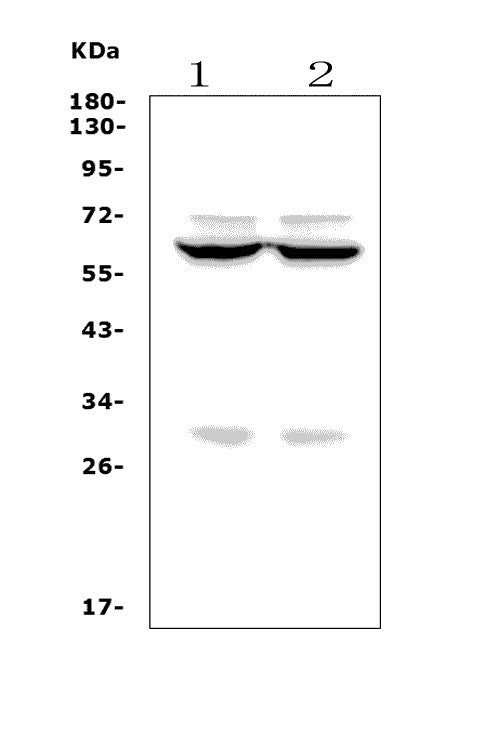 Anti-Forkhead box protein I1 FOXI1 Antibody Picoband® Boster Bio