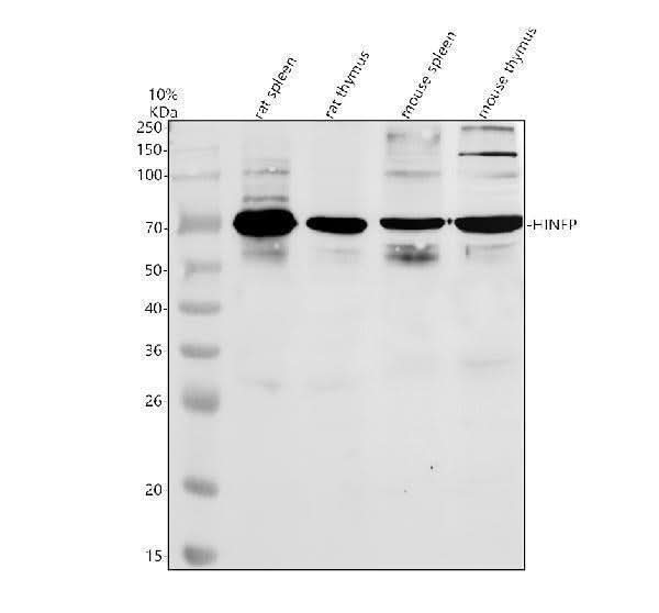Anti-HINFP Antibody Picoband® Boster Bio