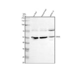 Anti-TDO2 Antibody Picoband® Boster Bio