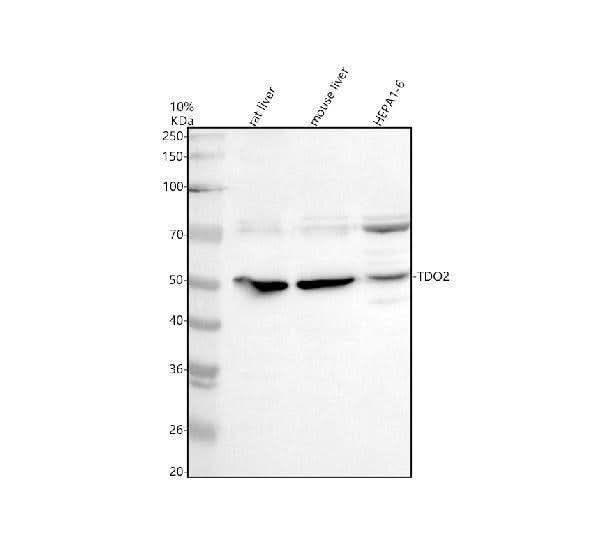 Anti-TDO2 Antibody Picoband® Boster Bio