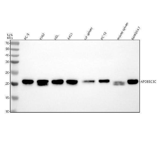 Anti-APOBEC3C Antibody Picoband® Boster Bio