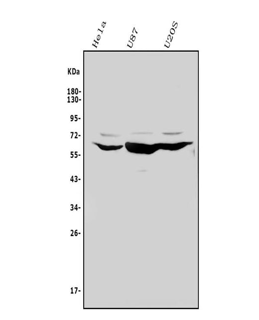 Anti-Glypican 5/GPC5 Antibody Picoband® Boster Bio