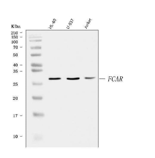 Anti-CD89/FCAR Antibody Picoband® Boster Bio