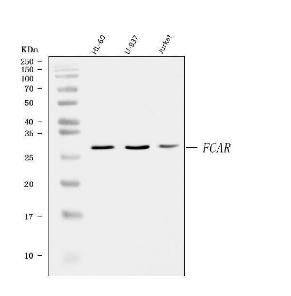 Anti-CD89/FCAR Antibody Picoband® Boster Bio