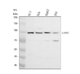 Anti-LARS2 Antibody Picoband® Boster Bio